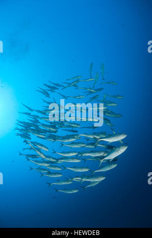 coral life diving Sudan Soudan Red Sea safari Stock Photo