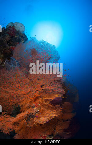 coral life diving Sudan Soudan Red Sea safari Stock Photo