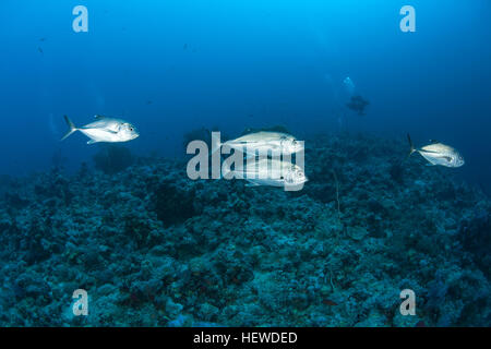 coral life diving Sudan Soudan Red Sea safari Stock Photo