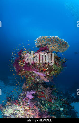 coral life diving Sudan Soudan Red Sea safari Stock Photo