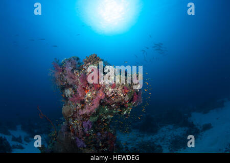 coral life diving Sudan Soudan Red Sea safari Stock Photo