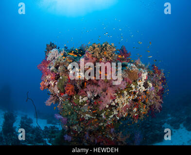 coral life diving Sudan Soudan Red Sea safari Stock Photo