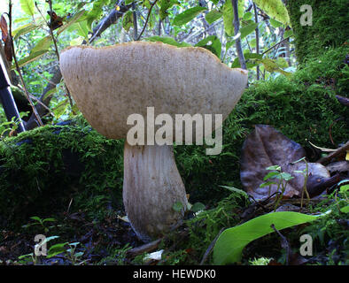 A bolete is a type of fungal fruiting body characterized by the presence of a pileus that is clearly differentiated from the stipe, with a spongy surface of pores on the underside of the pileus. Stock Photo