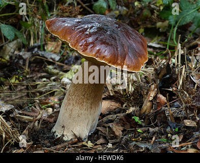 A bolete is a type of fungal fruiting body characterized by the presence of a pileus that is clearly differentiated from the stipe, with a spongy surface of pores (rather than gills) on the underside of the pileus. &quot;Bolete&quot; is also the English common name for fungal species having this kind of morphology. Stock Photo
