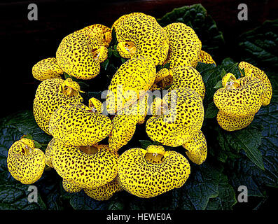 Calceolaria, also called lady's purse, slipper flower and pocketbook flower or slipperwort, is a genus of plants in the Calceolariaceae family, sometimes classified in Scrophulariaceae by some authors. This genus consists of about 388 species of shrubs, lianas and herbs, and the geographical range extends from Patagonia to central Mexico, with its distribution centre in Andean region  Calceolaria species have usually yellow or orange flowers, which can have red or purple spots. Stock Photo