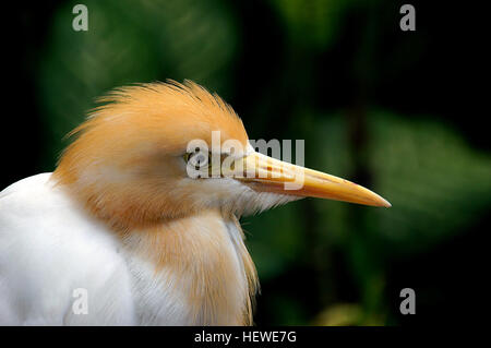 The cattle egret is a small white heron about 19-21 inches in length with a wingspan of about three feet. It often looks like it is hunched over. It has short legs and a thick neck compared to other species of egrets. Adults have dull yellow or orange bills and dull orange legs. Immature cattle egrets have black legs and bills. During breeding season it has a brownish crown and chest and its eyes, legs and bill are red. Stock Photo