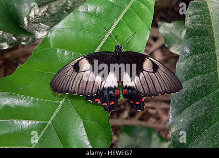 ication (,),Butterflies,Butterfly house,Butterfly spots,Common Eggfly,Flower,Lepidoptera,Nature,Tropical butterflies,butterfly,butterfly on leaf,flickr's Best Creatures,insect,macro Stock Photo