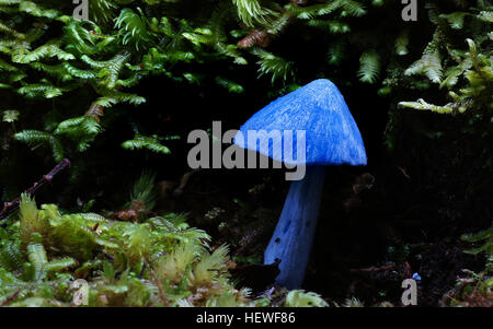 A distinctive mushroom unique to New Zealand could be used to colour everything from Smarties to eye shadow in products sold around the world.  The blue mushroom is one of the most distinctive in the world, featured on the $50 note and is part of Maori folklore. But very little is know about Entoloma Hochstetteri.  It is not known how the vivid blue colour is made, if the mushroom has mind-altering properties or even if it is edible. Stock Photo