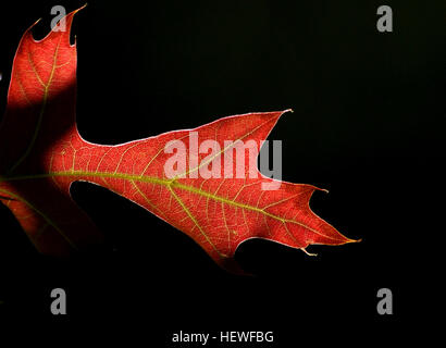 Autumn leaf color is a phenomenon that affects the normally green leaves of many deciduous trees and shrubs by which they take on, during a few weeks in the autumn season, various shades of red, yellow, purple, and brown Stock Photo