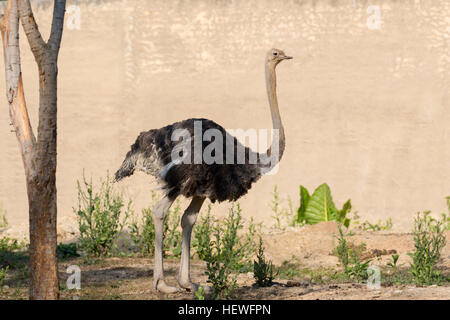 Image of an ostrich on nature background. Wild Animals. Stock Photo