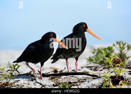 The variable oystercatcher is a familiar stocky coastal bird with a long, bright orange bill, found around much of New Zealand. They are often seen in pairs probing busily for shellfish along beaches or in estuaries. Previously shot for food, variable oystercatchers probably reached low numbers before being protected in 1922, since when numbers have increased rapidly. They are long-lived, with some birds reaching 30+ years of age. Stock Photo