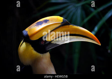 The Great Hornbill (Buceros bicornis) also known as Great Indian Hornbill or Great Pied Hornbill, is one of the larger members of the hornbill family. Great Hornbills are found in the forests of Nepal, India, Mainland Southeast Asia and Sumatra, Indonesia. Their impressive size and colour have made them important in many tribal cultures and rituals. The Great Hornbill is long-lived, living for nearly 50 years in captivity. They are predominantly frugivorous although they are opportunists and will prey on small mammals, reptiles and birds. Stock Photo
