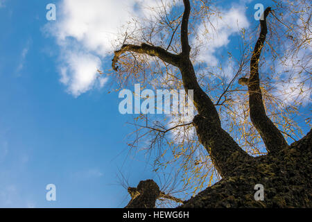 Dry tree with blue sky background Stock Photo - Alamy