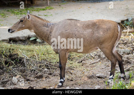 Image of a nilgai or blue bull on nature background. Wild animals. Stock Photo