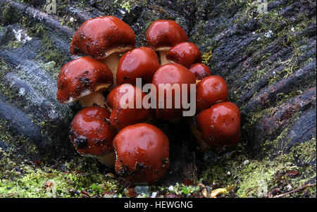 Kingdom: Fungi  Division:Basidiomycota  Class:Agaricomycetes  Order:Cortinariales or Agaricales Family:Strophariaceae Genus:Hypholoma  Species: H. sublateritium  Binomial name Hypholoma sublateritium Common name: Brick woodtuft,  These fungi are found on stumps and fallen logs.  It can be seen as a cluster of red brown mushrooms growing from the soil but they will be growning on buried wood. The cap is from 20 - 70mm. Initially it is capped then becomes flatterned. Stock Photo