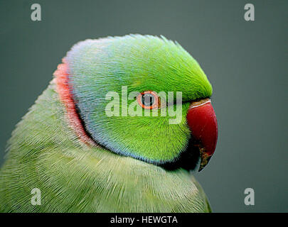 The rose-ringed parakeet (Psittacula krameri), also known as the ring-necked parakeet, is a gregarious tropical Afro-Asian parakeet species that has an extremely large range.  The rose-ringed parakeet is sexually dimorphic. The adult male sports a red or black neck ring and the hen and immature birds of both sexes either show no neck rings, or display shadow-like pale to dark grey neck rings. Both sexes have a distinctive green colour. Rose-ringed parakeets measure on average 40 cm (16 in) in length, including the tail feathers, a large portion of their total length. Their average single-wing  Stock Photo