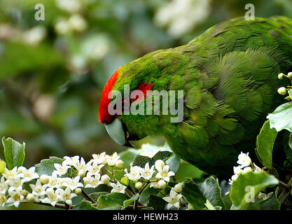 Käkäriki, meaning ‘small green parrot’ in Mäori, are beautiful forest birds. There are five main species of käkäriki: yellow-crowned parakeet, orange-fronted parakeet, red-crowned parakeet, Forbe’s parakeet and Antipodes Island parakeet. Stock Photo