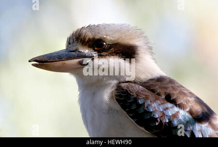 Kookaburras (genus Dacelo) are terrestrial tree kingfishers native to Australia and New Guinea. They are large to very large, with a total length of 28–42 cm (11–17 in). Stock Photo