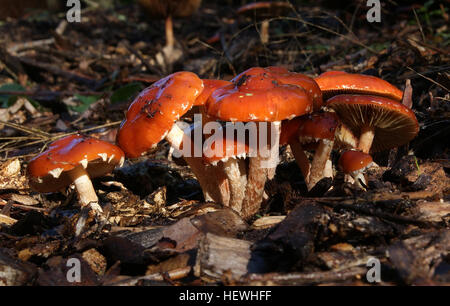 redlead roundhead ceres mushroom psilocybe alamy aurantiaca commonly known
