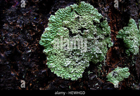 Algae, lichens and moss are non-parasitic plant-like organisms that colonise bark, rock and other hard surfaces. Lichens and algae are often mistaken for a fungal disease but, fortunately, they do not harm plants on which they grow. Furthermore, they can give a mature look to a garden, preferring damp areas with minimal air movement. Stock Photo