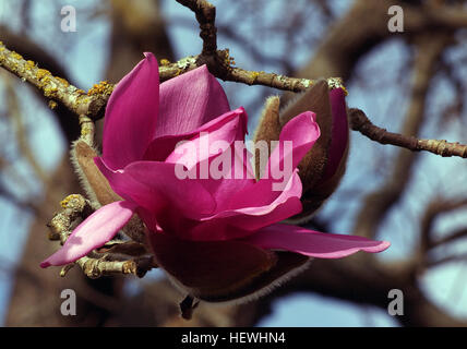 The Magnolia tree is renowned for its large, vibrant flowers, particularly the pink blossoms. This beautiful flower belongs to the Magnoliaceae family and is often seen blooming in the spring. Its single blooms are striking, and its unique petals make it a popular subject for nature photography. Stock Photo