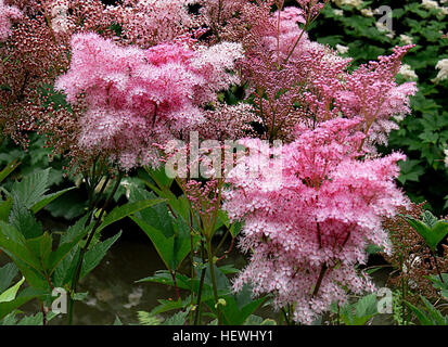 Filipendula ulmaria, commonly known as meadowsweet or mead wort, is a perennial herb in the family Rosaceae that grows in damp meadows. It is native throughout most of Europe and Western Asia Stock Photo