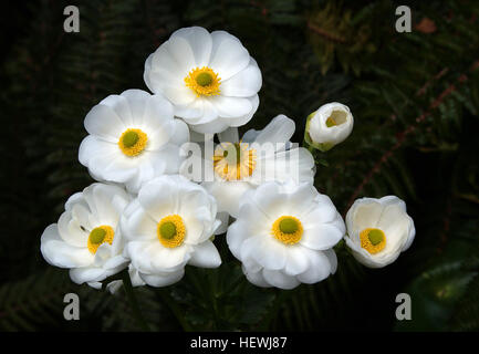 The Mount Cook lily (Ranunculus lyallii) is one of New Zealand’s most well known alpine plants. Its flowering image has been used on postcards, stamps and even as a logo on the side of aircraft. Nowhere is it more beautiful though than when seen growing in large numbers on a mountain hillside with its beautiful white flowers and large glossy leaves. Stock Photo