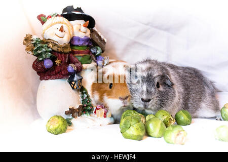 Guinea pigs eating outlet sprouts