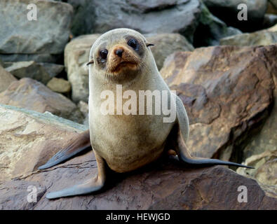 Kekeno (Arctocephalus forsteri) are members of the Otariidae family of pinnipeds, fin-footed carnivorous marine mammals. They are distinguished by visible external ears and hind flippers which rotate forward. This pointy-nosed seal has long pale whiskers and a body covered with two layers of fur. Their coat is dark grey-brown on the back, and lighter below; when wet kekeno look almost black. In some animals the longer upper hairs have white tips which give the animal a silvery appearance. In New Zealand fur seals are found on rocky shores around the mainland, Chatham Islands and the sub-Antarc Stock Photo