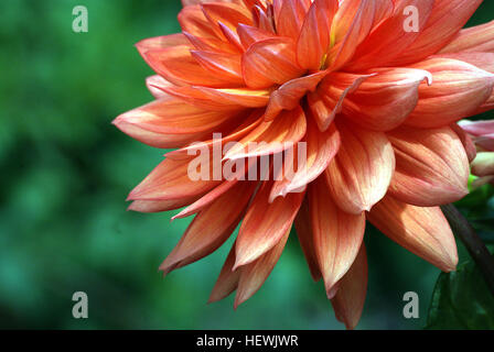 Dahlia plants are amazing, another example of horticultural magic. The dinner plate types can grow a full metre high in just a few months while producing blooms almost 30 cm across.    Underground, the same thing is happening. Should you decide to dig up your dahlia tubers at the end of the season, you'll be impressed with what's been happing under the soil surface. Stock Photo