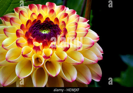 Dahlia plants are amazing, another example of horticultural magic. The dinner plate types can grow a full metre high in just a few months while producing blooms almost 30 cm across. Stock Photo