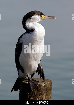 The Australian Pied Cormorant, Phalacrocorax varius, also known as the Pied Cormorant or Pied Shag, is a medium-sized member of the cormorant family. It is found around the coasts of Australasia Stock Photo