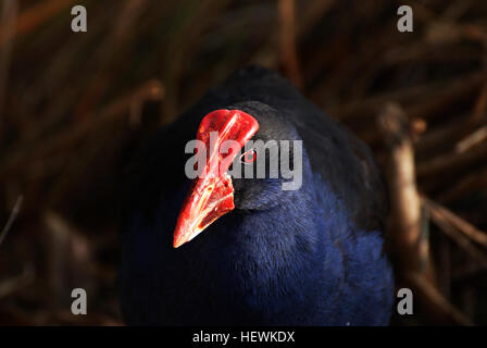 The Pukeko, or New Zealand Swamp Hen is a member of the rail family, and is similar to other species found all over the world. It is one of the few New Zealand native birds to have flourished since the arrival of man, and can be found in almost any grassland area, especially in swampy locations. Groups will often be seen foraging for food in road-side areas Stock Photo