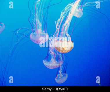 Large and striking, adult purple-striped jellies are silvery white with deep-purple bands. In certain seasons, they mysteriously appear near the shores of Monterey. When the jellies arrive, it's wise to keep your distance (their sting isn't fatal, but it can be painful).  Young cancer crabs are often found clinging to this jelly, even inside the gut. The crab helps the jelly by eating the parasitic amphipods that feed on and damage the jelly. Stock Photo