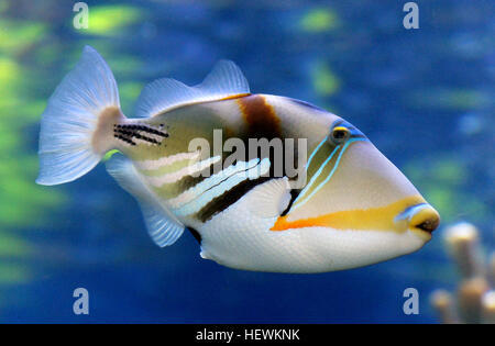 Reef, rectangular or wedge-tail triggerfish, also known by its Hawaiian ...