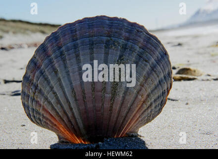 This photograph captures a tranquil beach scene featuring wet sand, seashells, and cockles. The natural beauty of the beach is highlighted with a focus on coastal elements such as scallops and various sea shells. Stock Photo