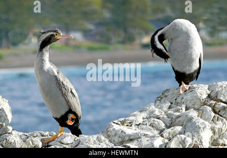 The spotted shag or parekareka (Phalacrocorax punctatus) is a species of cormorant endemic to New Zealand. Originally classified as Phalacrocorax punctatus, it is sufficiently different in appearance from typical members of that genus that to be for a time placed in a separate genus, Stictocarbo, along with another similar species, the Pitt shag. Description Juvenile, note spots on back and wings  Compared with typical cormorants, the spotted shag is a light-coloured bird. Its back is brown. Its belly is pale blue-grey (often appearing white), and the white continues up the sides of the neck a Stock Photo