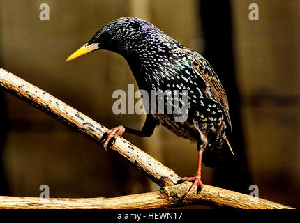 For farmers, the common starling (Sturnus vulgaris) has been a useful introduction. It helps control unwanted insects, including ticks on cattle and sheep, and crop pests such as caterpillars and grasshoppers. Some farmers encourage starlings to prey on grass grubs by placing nest boxes around fields.  However, starlings damage grapes and other fruit crops, and compete with tūī and bellbirds for the nectar of flax, rātā and other native plants. Stock Photo