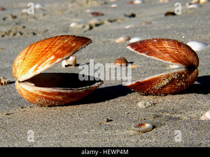 Cockle is the common name for a group of (mostly) small, edible, saltwater clams, marine bivalve molluscs in the family Cardiidae. Various species of cockles live in sandy, sheltered beaches throughout the world. The distinctive rounded shells of cockles are bilaterally symmetrical, and are heart-shaped when viewed from the end. Numerous radial ribs occur in most but not all genera. For an exception, see the genus Laevicardium, the egg cockles, which have very smooth shells. Stock Photo