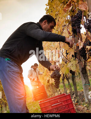 Workers harvesting red grapes of Nebbiolo, Barolo, Langhe, Cuneo, Piedmont, Italy Stock Photo