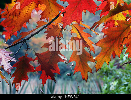 Autumn leaf color is a phenomenon that affects the normally green leaves of many deciduous trees and shrubs by which they take on, during a few weeks in the autumn season, various shades of red, yellow, purple, black, orange, pink, magenta, blue and brown. The phenomenon is commonly called autumn colours or autumn foliage in British English and fall colors, fall foliage, or simply foliage  in American English. Stock Photo