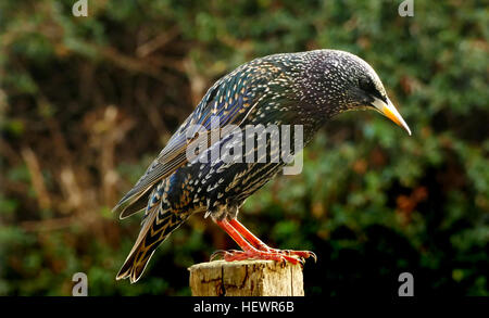 Iridescent green feathers on white background Stock Photo - Alamy