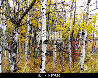 Aspen trees, native to cold regions in the Northern Hemisphere, thrive ...