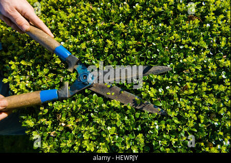Close up of male hands trimming hedge with garden shears Stock Photo