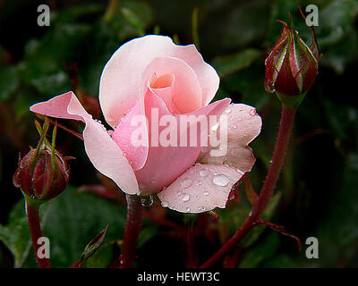 ication (,),,,Blooms,Pink,Pink Rose,Rain drops on roses,Valintine heart Rose,Water on flowers,after the rain,floral,flowers,gardening,roses Stock Photo