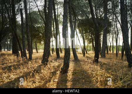 Sunlight through trees in forest, Tudela de Duero, Spain Stock Photo