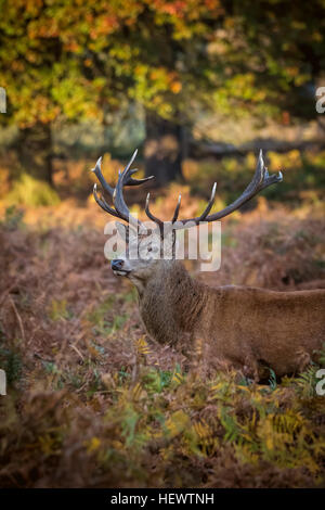 Deer Stag Standing In Forest Morning Light. Stock Photo