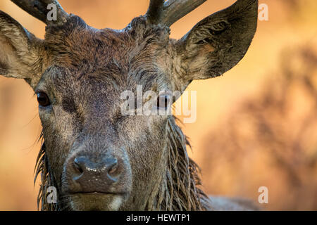 Wild male deer close up. Rutting season wet from wallowing. Stock Photo