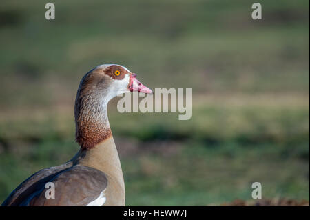 Egyptian goose in Richmond park in London, United Kingdom. Stock Photo