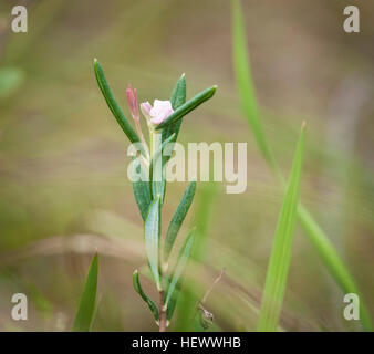 Leaves and flower of the Bog Rosemary shrub, Andromeda polifolia. Stock Photo